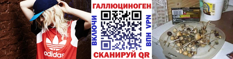 shop телеграм Володарск Галлюциногенные грибы GOLDEN TEACHER